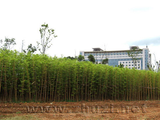 吉安市吉州区行政服务中心竹子绿化