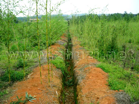 竹子品种隔离沟
